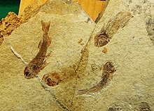 Fossils of the Triassic +prohaleciteiform +Prohalecites sp., the earliest teleosteomorph Prohalecites sp Rasa 1.JPG