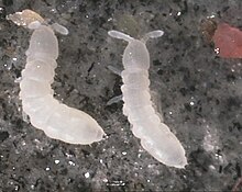 Protaphorura armata, une espèce lucifuge dépourvue de pigmentation. Approx. 2 mm de long.