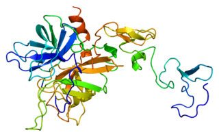 <span class="mw-page-title-main">Protein C</span> Mammalian protein found in Homo sapiens