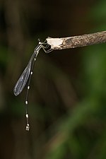 Protosticta gravelyi, female