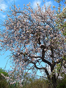 Prunus amygdalus Habitus