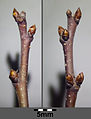 Prunus spinosa sl6.jpg
