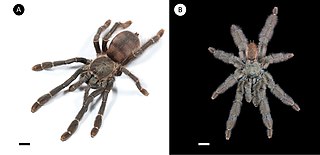 <i>Amazonius burgessi</i> Species of spider