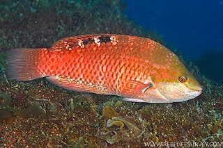 Orange wrasse