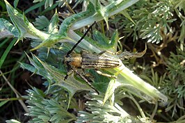 Pteromallosia albolineata