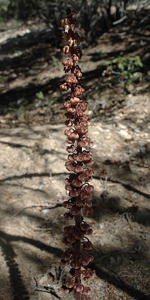 File:Pterospora andromedea habitus1.jpg