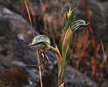 Pterostylis basaltica.jpg