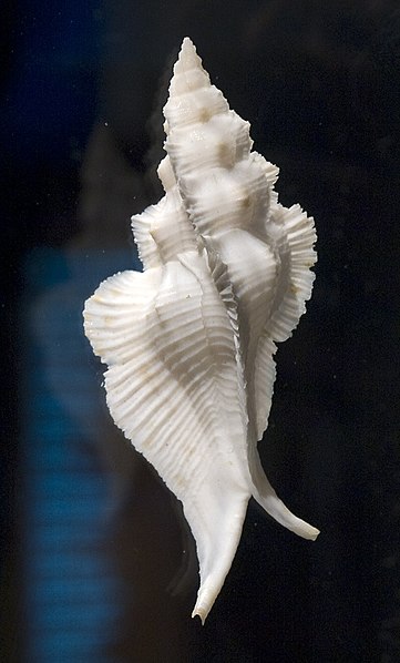 File:Pterynotus pinnatus shell cropped.jpg