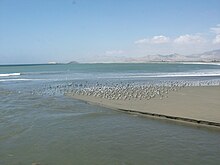 Puerto Huarmey aves marinas.jpg