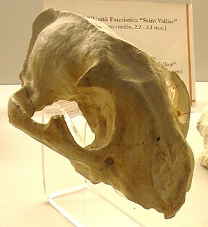 Skull of Puma schaubi = P. pardoides