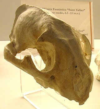 <i>Puma pardoides</i> Extinct species of felid