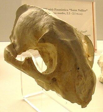 Cranium of Puma pardoides Puma schaubi.JPG