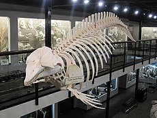 Pygmy Sperm Whale