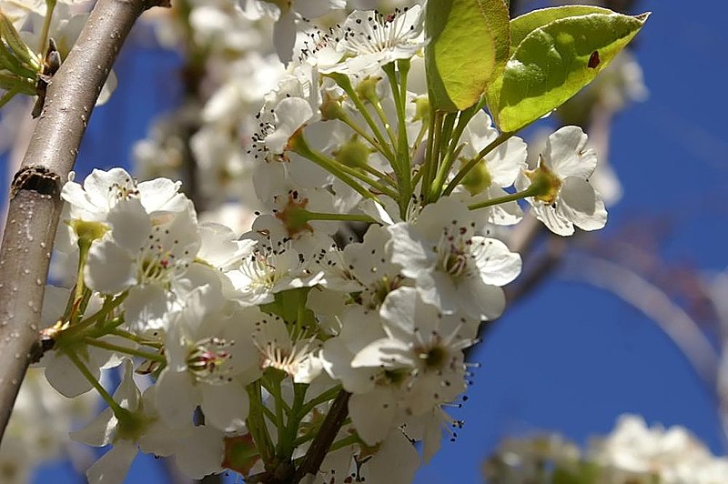 File:Pyrus calleryana Cleveland 3zz.jpg