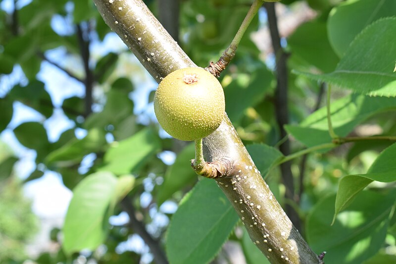 File:Pyrus pyrifolia (Raja) young fruit 3.jpg