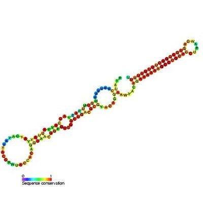 Threonine operon leader