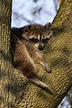 * Nomination Raccoon in High Park --Fabian Roudra Baroi 02:22, 12 July 2023 (UTC) * Promotion  Support Good quality but would be better with shadows lifted --Charlesjsharp 15:41, 13 July 2023 (UTC)