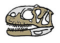 Rajasaurus skull