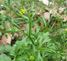 Ranunculus micranthus.jpeg