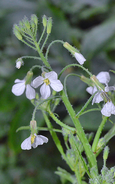 File:Raphanus sativus subsp. oleiferus inflorescens, Bladrammenas bloeiwijze bewerkt.jpg