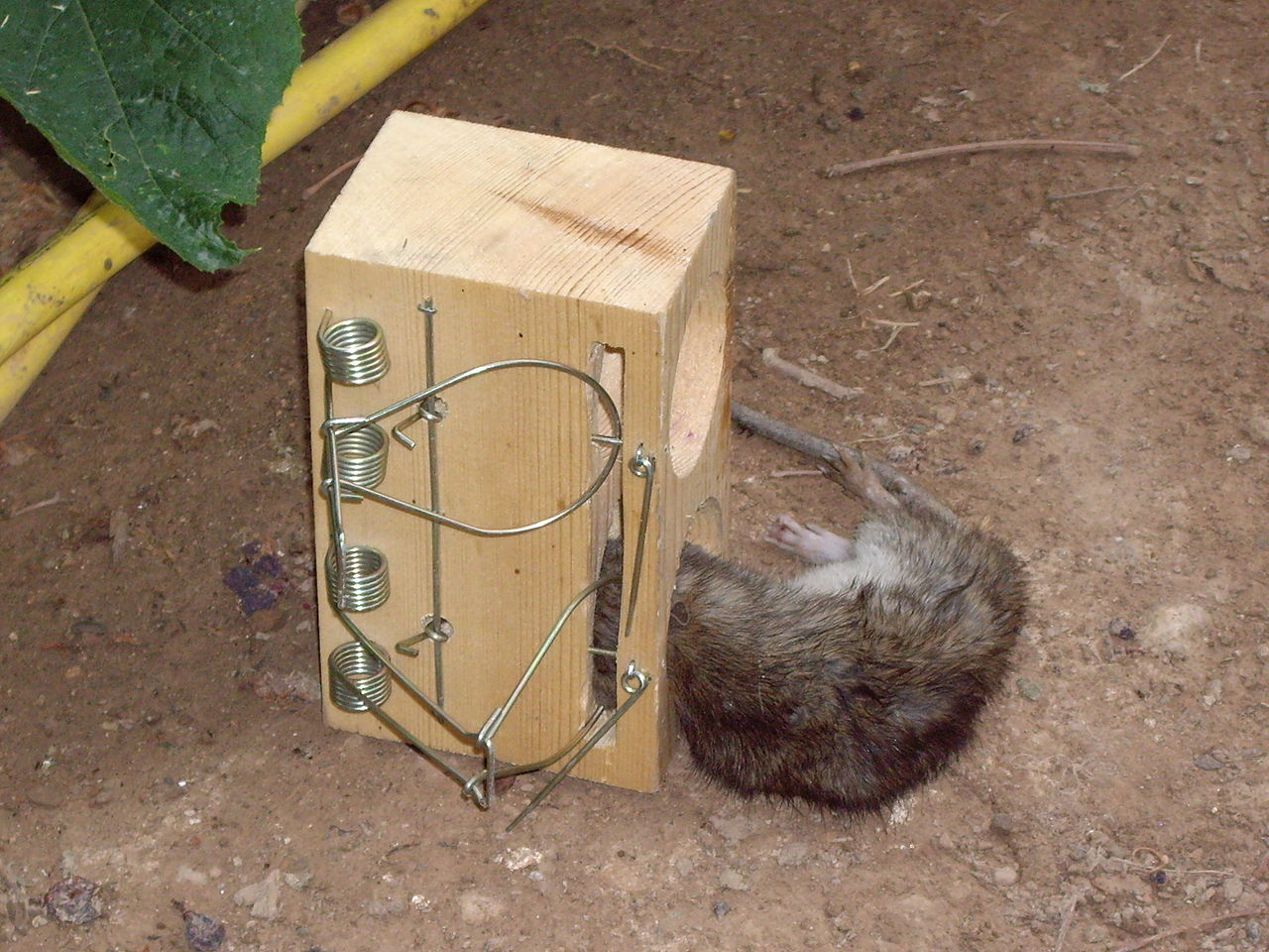 File:Vole bait trap.JPG - Wikimedia Commons