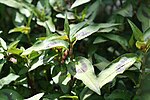 Vignette pour Persicaria odorata