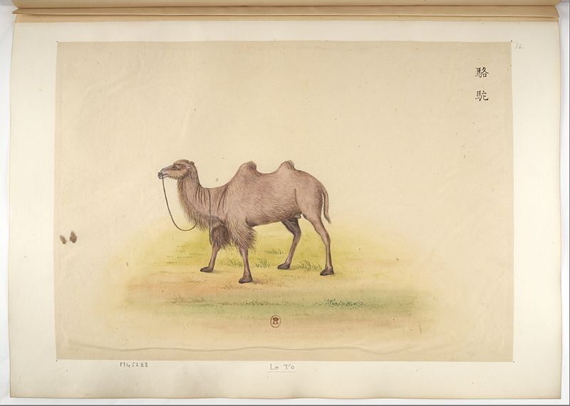 File:Recueil - Animaux de la Chine.f026.jpg