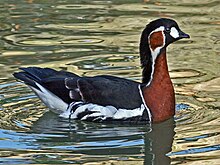 Red-breasted goose swimming Red-breasted Goose (Branta ruficollis) RWD2.jpg