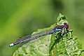 * Nomination Red-eyed damselfly (Erythromma najas) male, Wiltshire --Charlesjsharp 11:11, 31 May 2018 (UTC) * Promotion  Support Good quality. --Poco a poco 12:58, 31 May 2018 (UTC)
