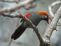 Laughingthrush, Red-tailed Garrulax milnei