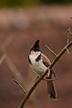 * Nomination Red-whiskered bulbul (Pycnonotus jocosus) from anaimalai hills --PJeganathan 03:35, 11 July 2017 (UTC) * Promotion Good quality. --Alandmanson 17:17, 11 July 2017 (UTC)