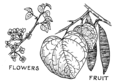 Redbud (PSF).png