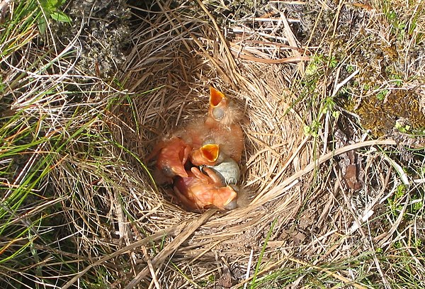 Nests are often constructed on the ground.