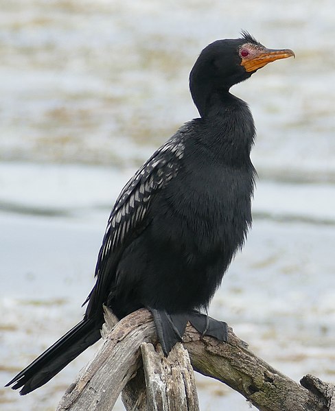 File:Reed Cormorant (Microcarbo africanus) at Garden Route NP, Eastern Cape, South Africa.jpg