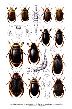 ゲンゴロウ類 Wikipedia