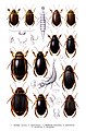 Dytiscidae. Tabuľka z knihy: Die Käfer