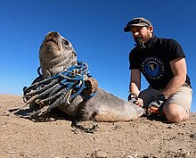 Ocean Conservation Namibia rescuing a seal that was entangled in discarded fishing nets. Rescue with Ocean Conservation Namibia.jpg