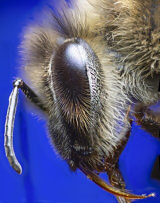 Head of a bee