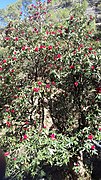 Rhodendrons blooming in Diba range