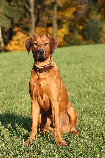 File:Rhodesian Ridgeback.JPG