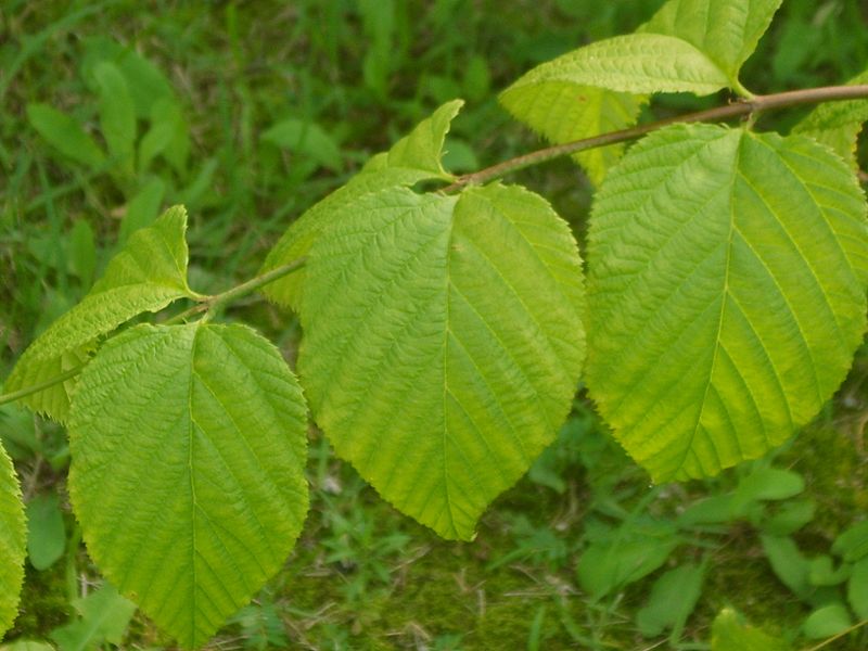 File:Rhodotypos scandens 03.JPG