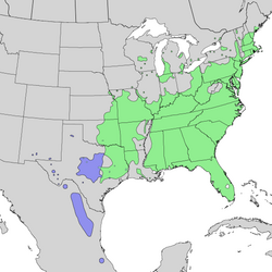 Distribución natural de Rhus copallinum var. copallinum (verde) & var. latifolia (blue)