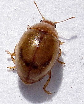 <i>Rhyzobius</i> Genus of beetles