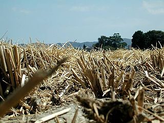 <span class="mw-page-title-main">2008 global rice crisis</span> Crisis