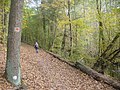 Riemeisterfenn - Waldweg (Woodland Path) - geo.hlipp.de - 29913.jpg