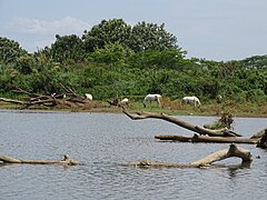 Les rives du Rio Tárcoles