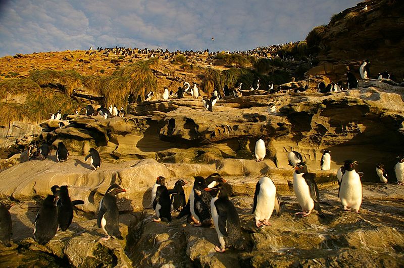 File:Rockhopper-Colony.jpg