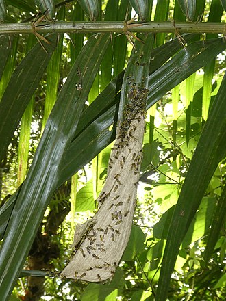 R. ornaticeps nest on frond of Calamus sp. Ropalidia ornaticeps nest CTNP RPB.jpg