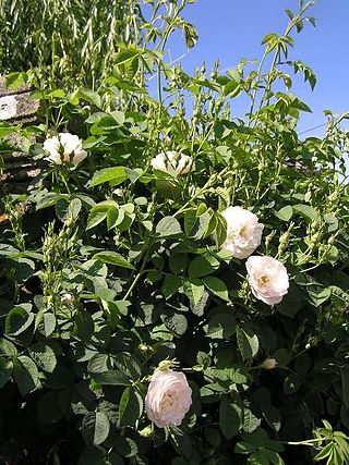 <i>Rosa <span style="font-style:normal;">×</span> alba</i> Species of flowering plant