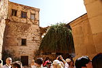 The mythical burning bush through which God spoke to Moses in Saint Catherine's monastery, Egypt.